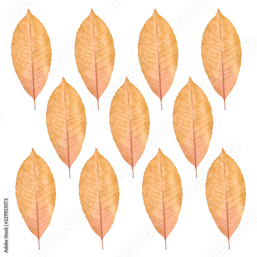 Close up of yellow autumn leaf pattern  background photo