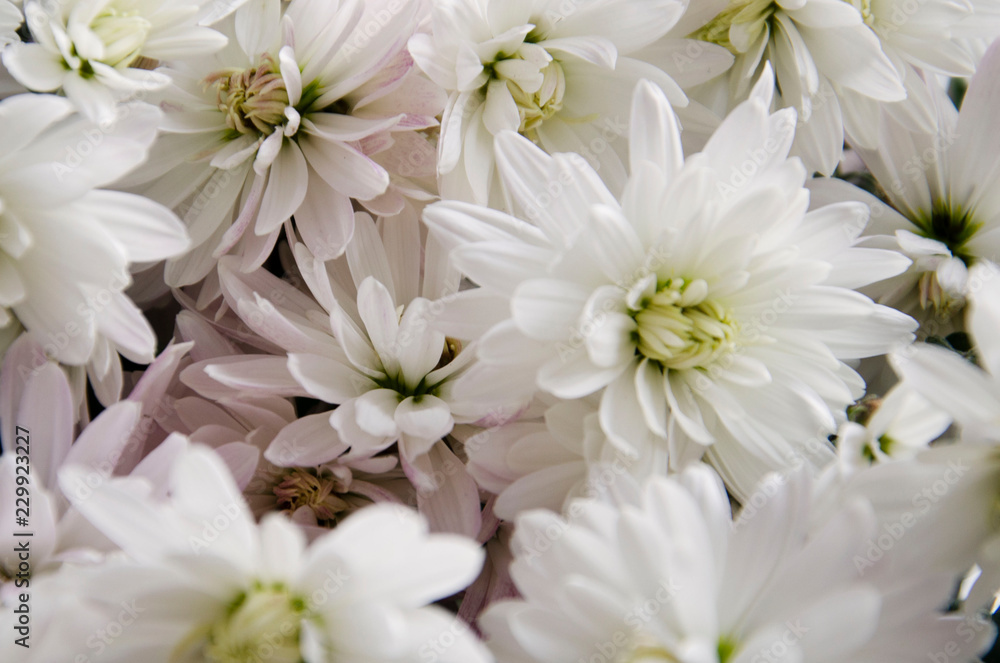 white flowers on the background white flowers on the background