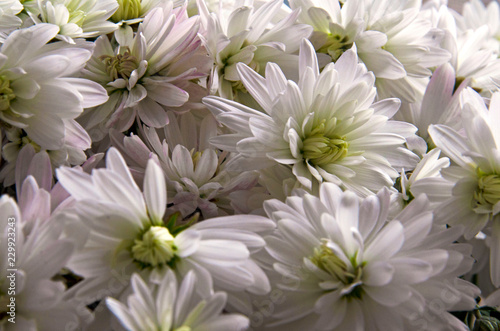 white flowers on the background