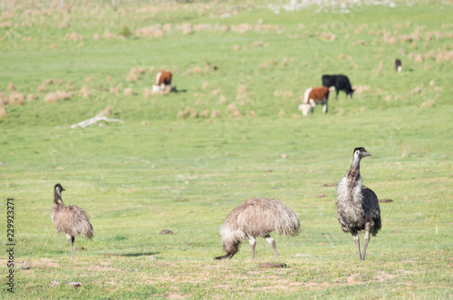 Emus walking and feeding in a field with cows