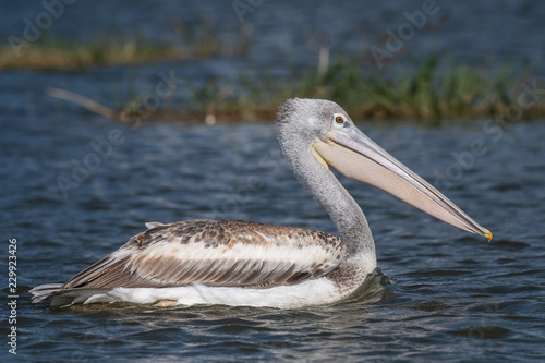 The swimming pelican
