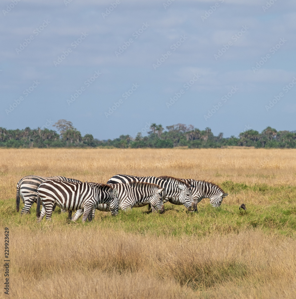 Fototapeta premium zebra walking in a line