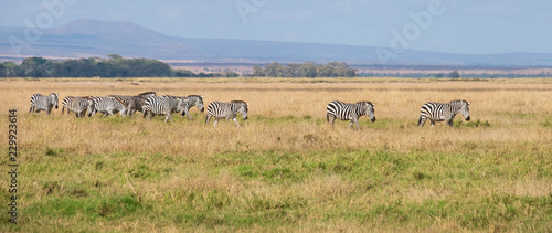 zebra walking in a line