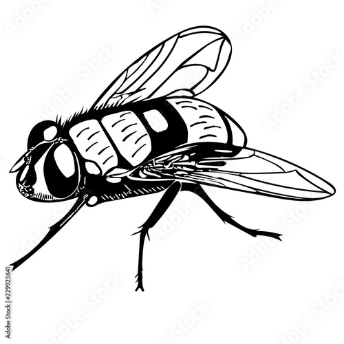 Essence of monochrome fly