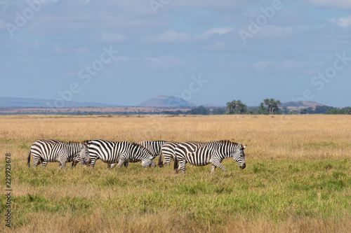 Fototapeta Naklejka Na Ścianę i Meble -  zebra walking in a line