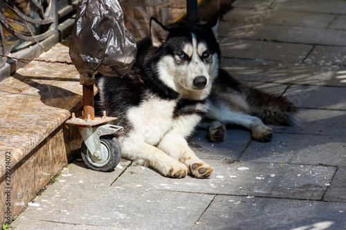 Homeless husky dog on a city street