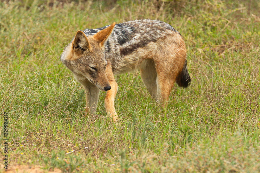 Black backed jackal hunting for food in long grass