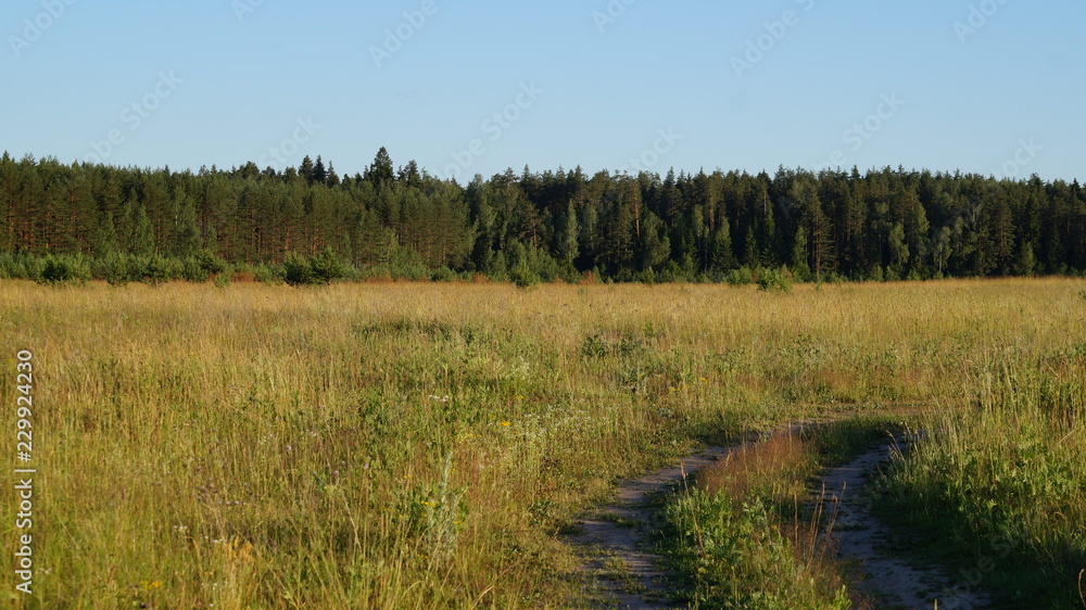Field road in the summer in the background forest Field road in the summer in the background forest