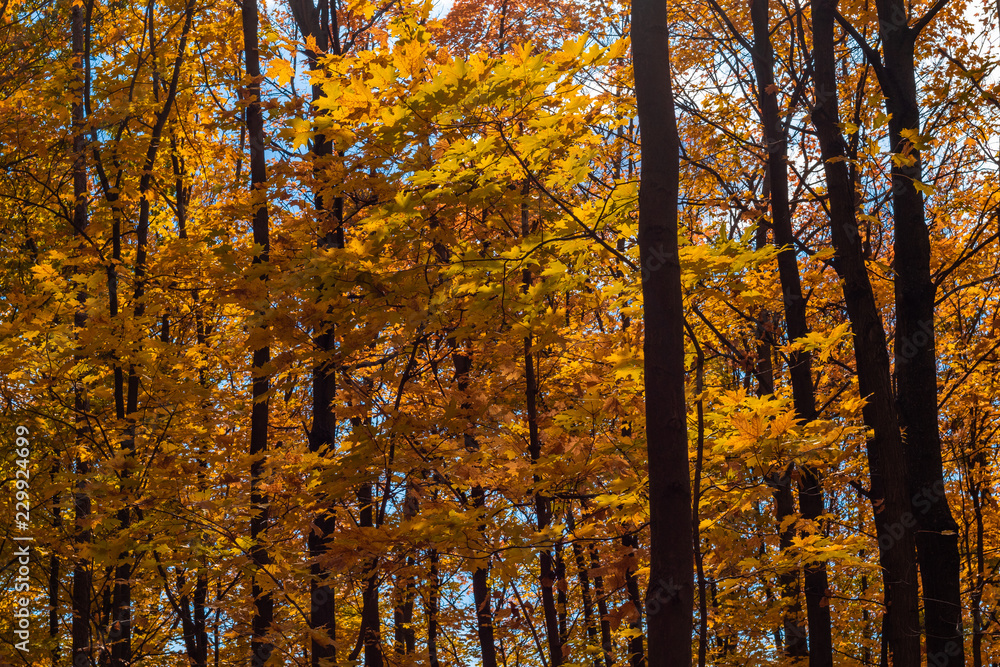 Yellowish Autumn trees Yellowish Autumn trees