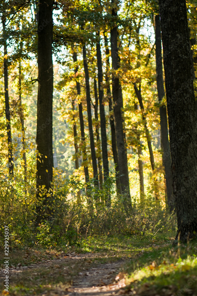 Fototapeta premium Las. Zielone drzewa. Droga