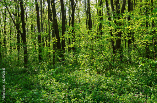 Sunlight in the green forest, spring time © oleh11