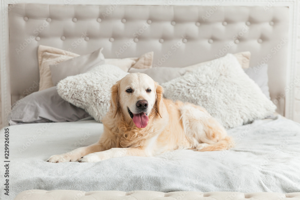 Golden retriever store bed size