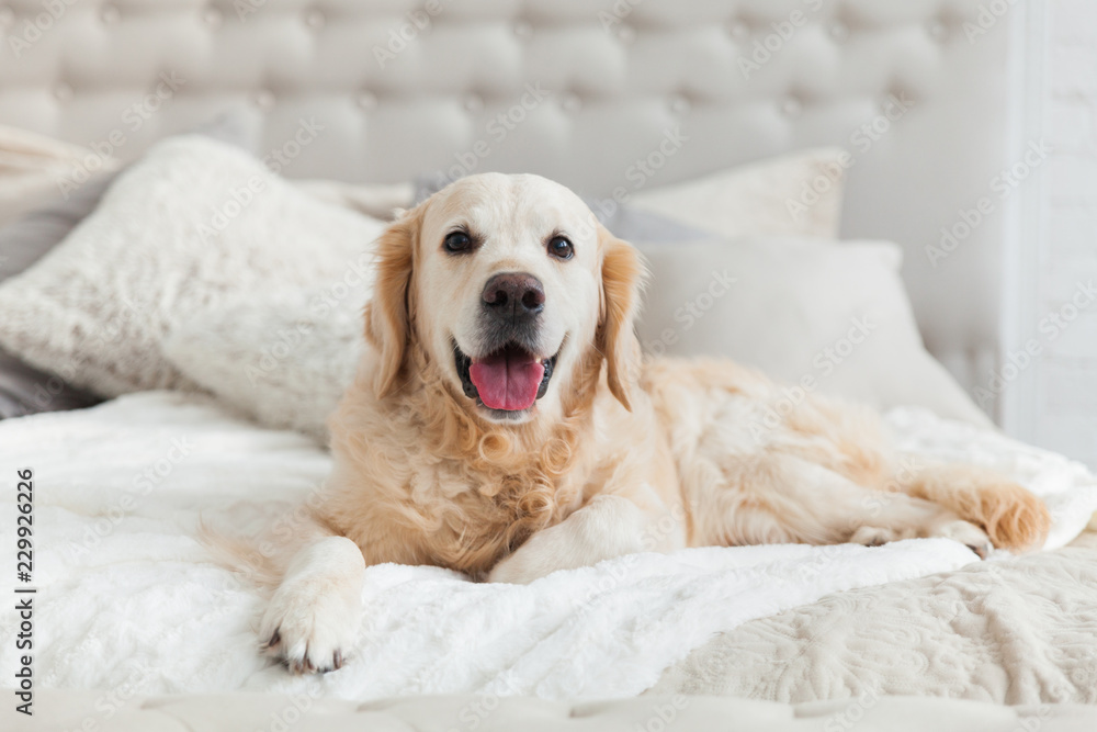 Golden retriever bed size deals