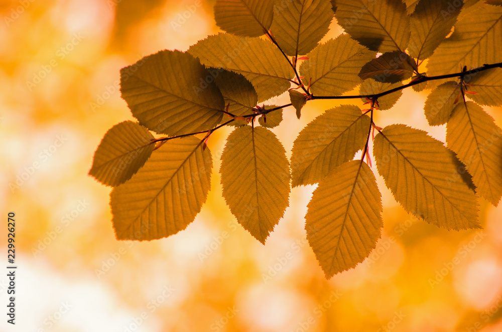 Autumn leaves on the sun and blurred trees . Autumn leaves on the sun and blurred trees .