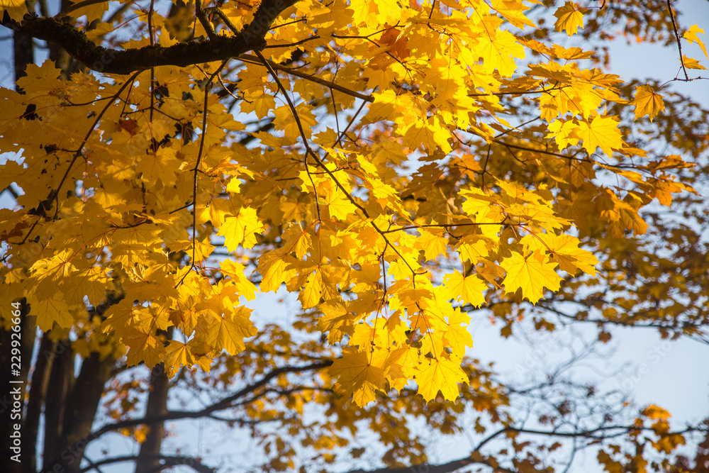 A beautiful autumn trees shot from street level against the sky. Beautiful fall patterns and colors in Riga, Latvia. A beautiful autumn trees shot from street level against the sky. Beautiful fall patterns and colors in Riga, Latvia.