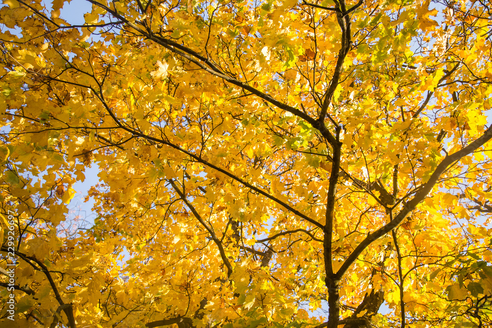 A beautiful autumn trees shot from street level against the sky. Beautiful fall patterns and colors in Riga, Latvia. A beautiful autumn trees shot from street level against the sky. Beautiful fall patterns and colors in Riga, Latvia.