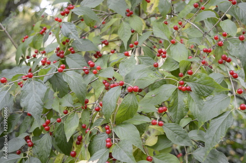 Obraz na plátně Closeup amur honeysuckle or Lonicera maacki with small red fruits with blurred b
