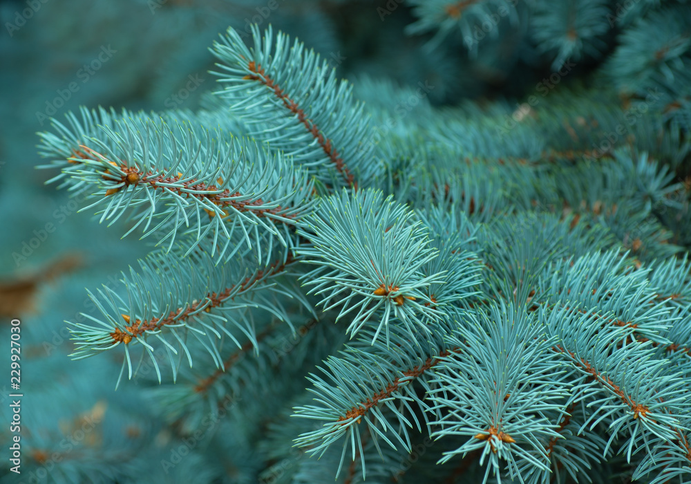 Branches of blue fir tree.