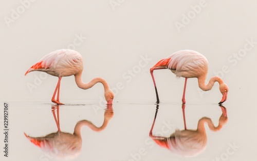 Greater Flamingos ( Phoenicopterus ruber roseus) with reflection on the surface, Walvis bay, Namibia.