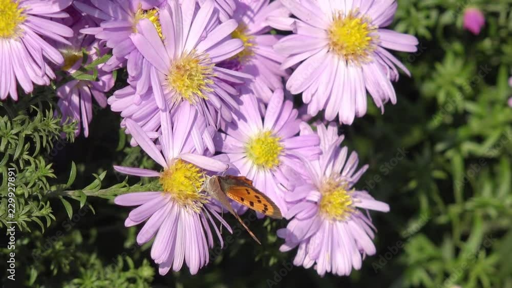 butterfly small copper on aster butterfly small copper on aster