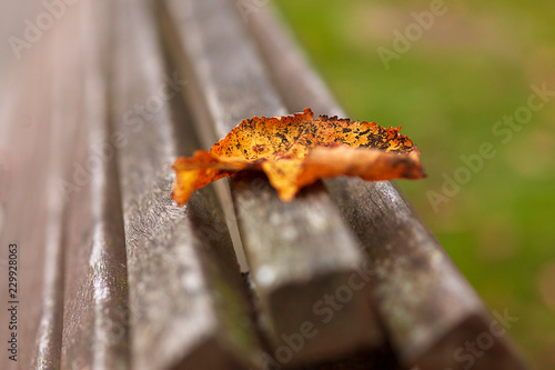 Close-up de hoja sobre un banco del paruq en otoño photo