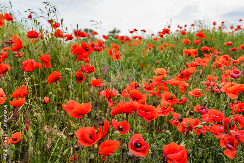 Obraz premium Poppy field with lots of beautiful red flowers