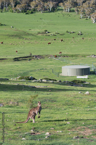 Fototapeta Naklejka Na Ścianę i Meble -  Male Kangaroo in a field