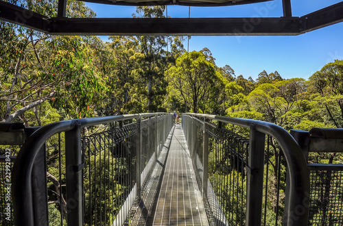  Great Otway National Park. Otway fly tree top walk.