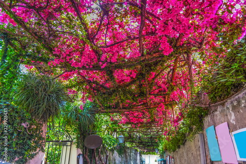Fototapeta Naklejka Na Ścianę i Meble -  Pink bougainvillea flowers over a narrow alley in world famous Positano
