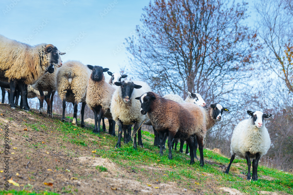 Obraz premium Herd of sheep of breed Suffolk and German merino are grazing on mountain pasture. Carpathians mountains at autumn in western Ukraine.