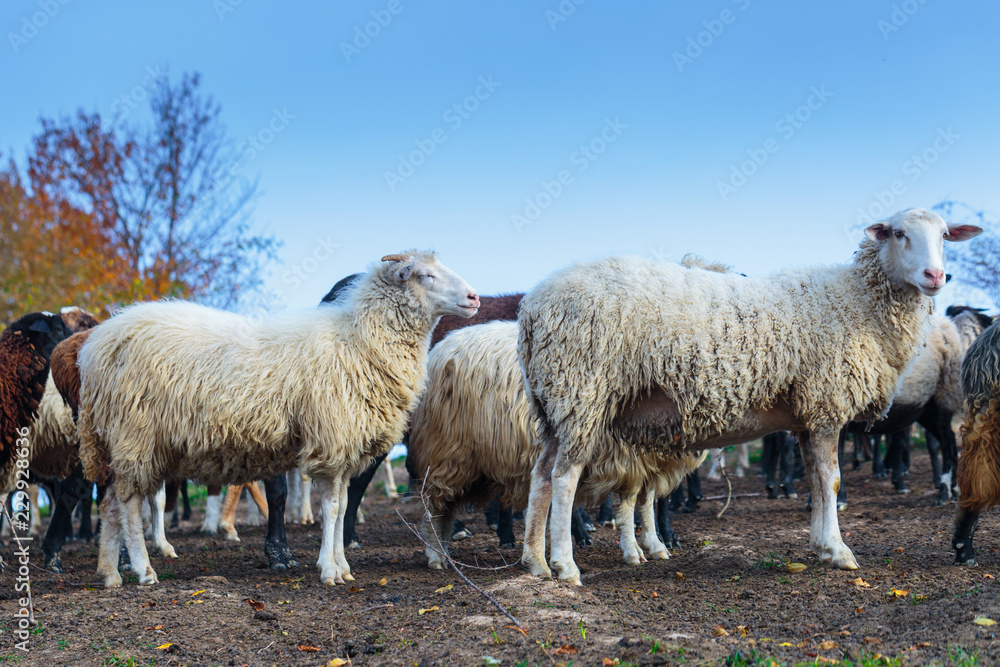 Herd of sheep of breed Suffolk and German merino are grazing on mountain pasture. Carpathians mountains at autumn in western Ukraine.