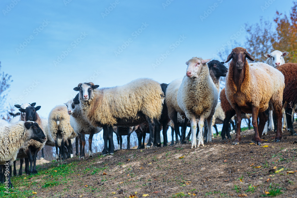 Obraz premium Herd of sheep of breed Suffolk and German merino are grazing on mountain pasture. Carpathians mountains at autumn in western Ukraine.