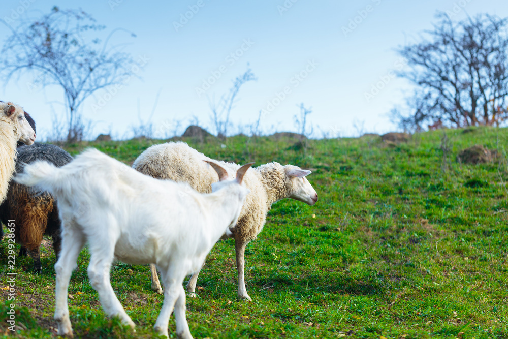 Obraz premium Herd of sheep of breed Suffolk and German merino are grazing on mountain pasture. Carpathians mountains at autumn in western Ukraine.