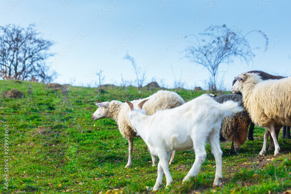 Herd of sheep of breed Suffolk and German merino are grazing on mountain pasture. Carpathians mountains at autumn in western Ukraine. Herd of sheep of breed Suffolk and German merino are grazing on mountain pasture. Carpathians mountains at autumn in western Ukraine.