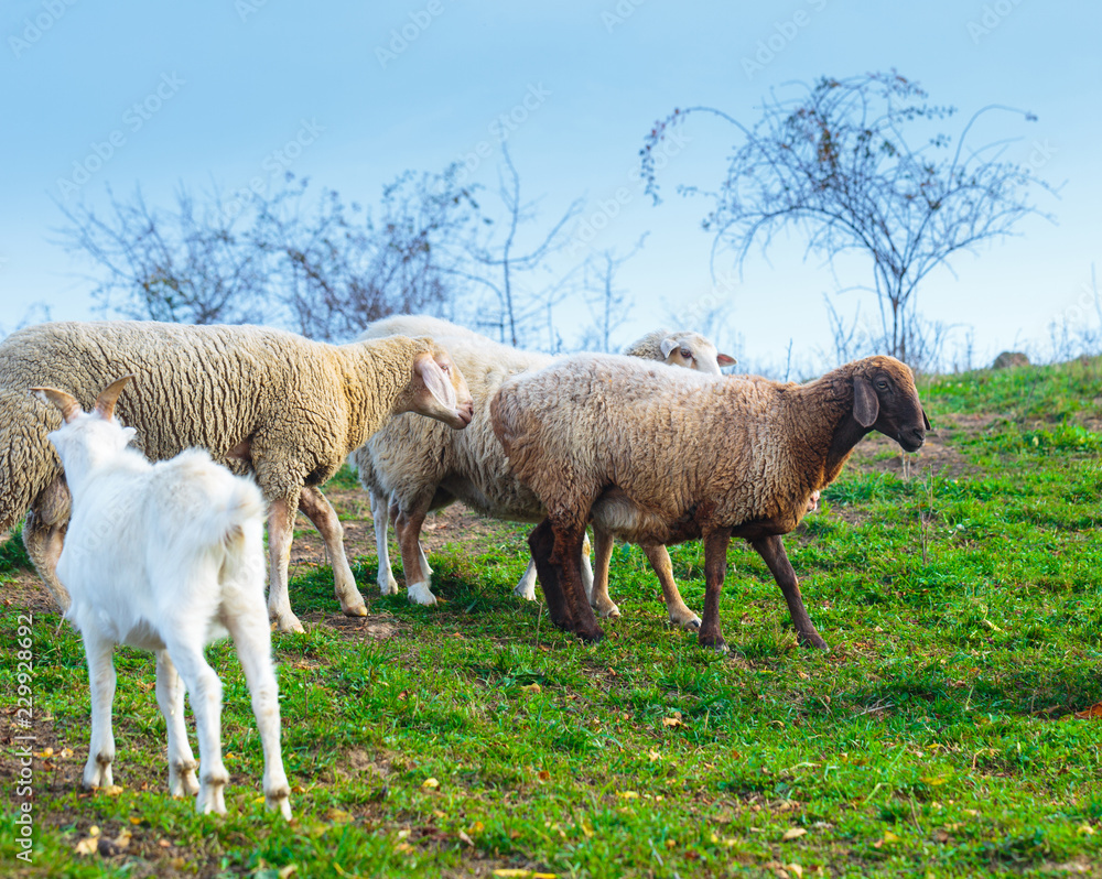 Fototapeta premium Herd of sheep of breed Suffolk and German merino are grazing on mountain pasture. Carpathians mountains at autumn in western Ukraine.