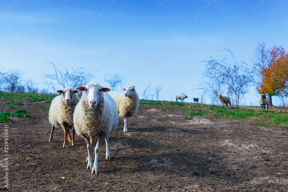 Obraz premium Herd of sheep of breed Suffolk and German merino are grazing on mountain pasture. Carpathians mountains at autumn in western Ukraine.