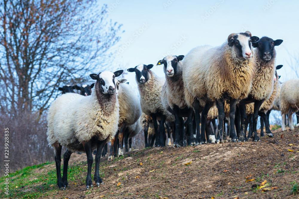 Fototapeta premium Herd of sheep of breed Suffolk and German merino are grazing on mountain pasture. Carpathians mountains at autumn in western Ukraine.