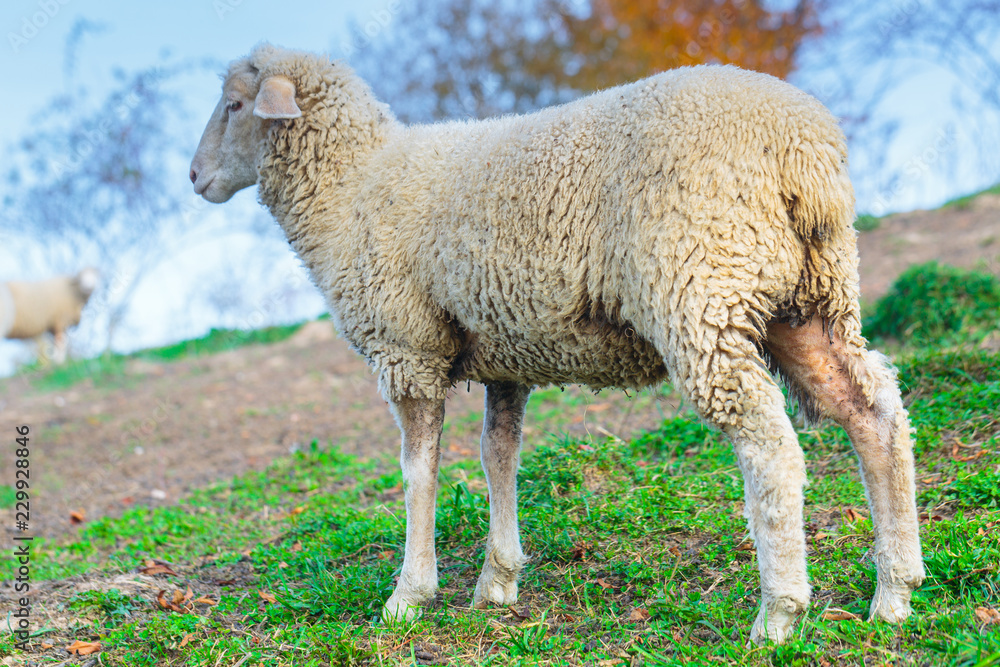 sheep of breed German merino are grazing on mountain pasture. Carpathians mountains at autumn in western Ukraine. sheep of breed German merino are grazing on mountain pasture. Carpathians mountains at autumn in western Ukraine.