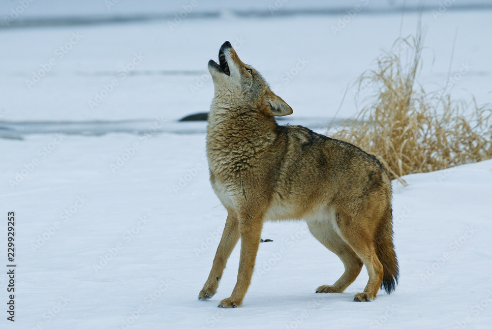 Fototapeta premium Coyote Howling taken in central MN under controlled conditions