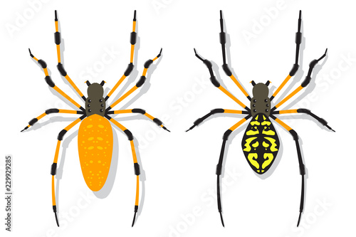 Banana spider vector cartoon flat set isolated on a white background.