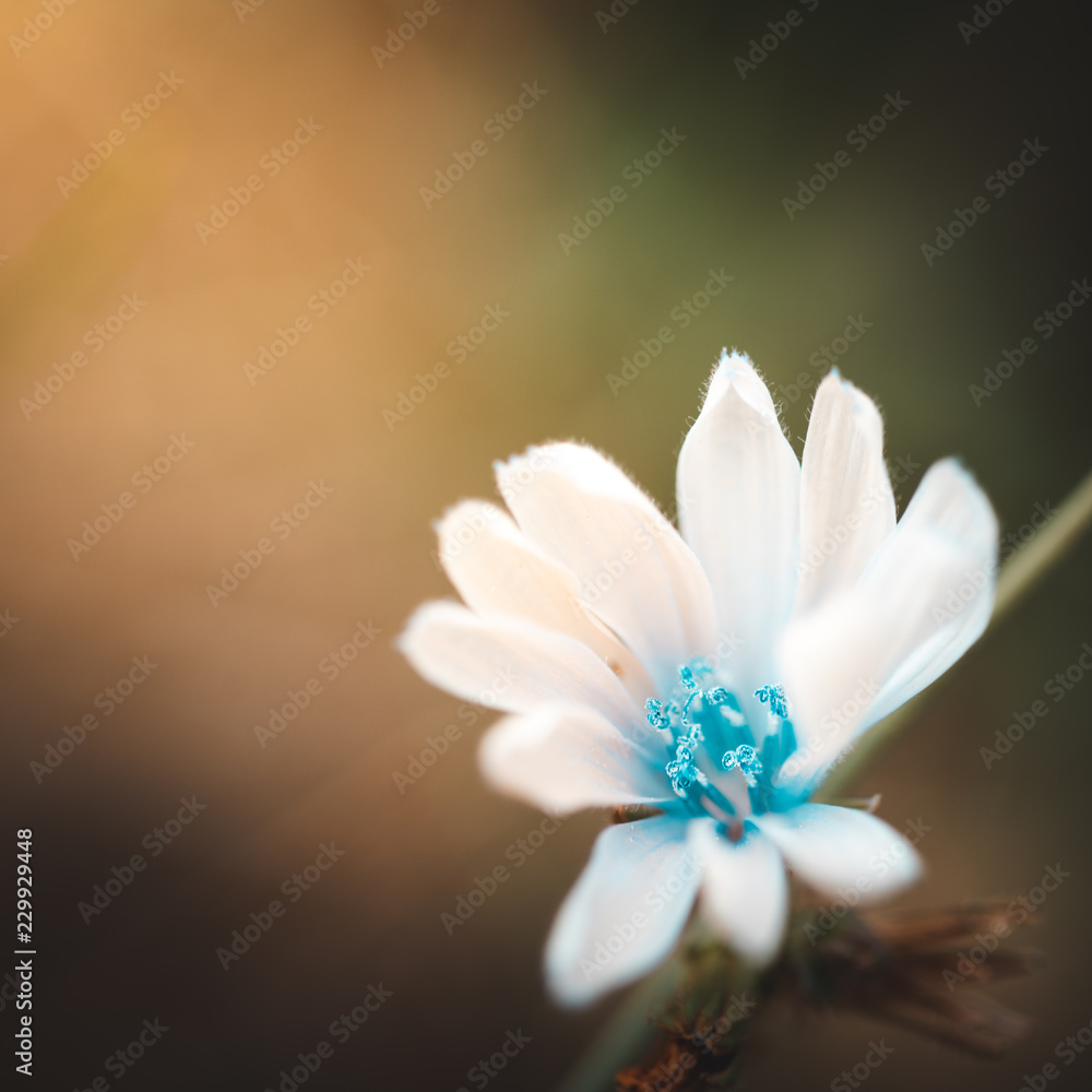 Fototapeta premium weiße Blume