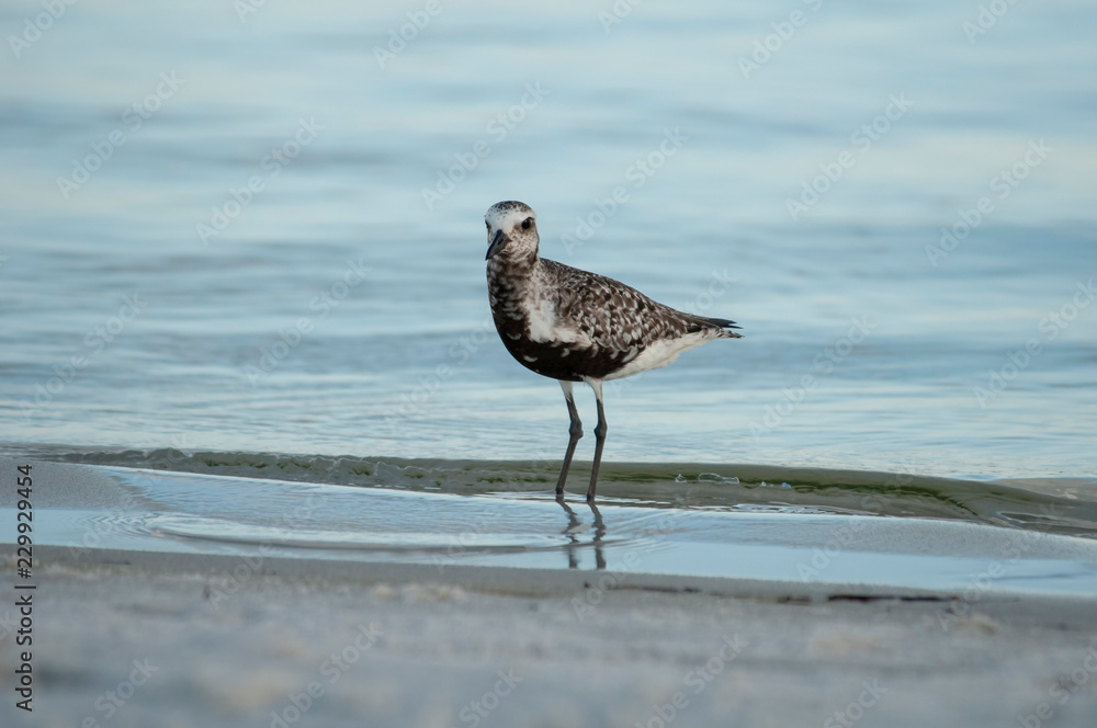 Black Bellied Plover