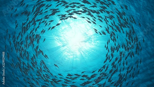 School Of Fish.Sharks swim in a circle.