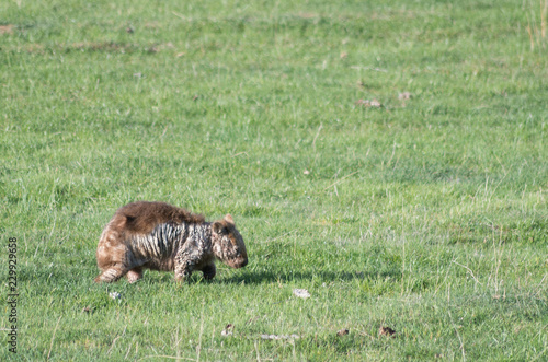 Fotografia Wombat with bad mange walking around
