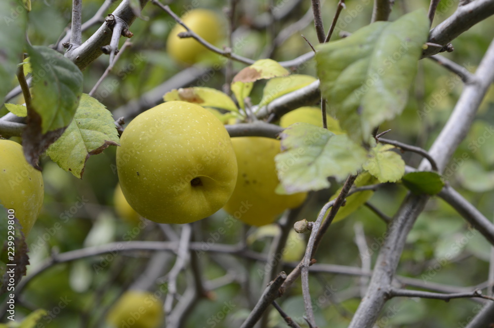 Closeup flowering quince or chaenomeles speciosa with blurred background in fruit garden