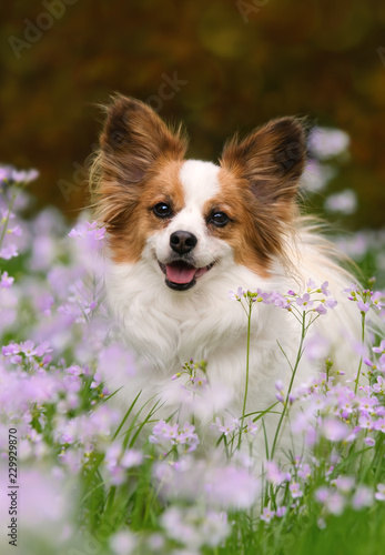 Картината върху платно Papillon dog sitting in a meadow with Cuckooflowers in spring
