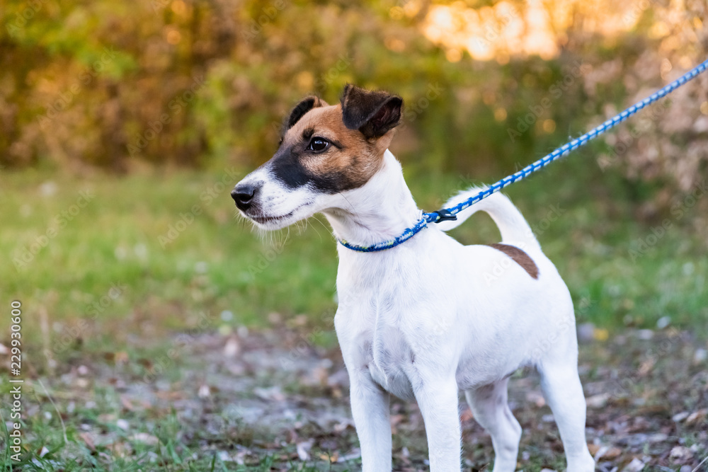 Adorable smooth fox terrier puppy on the leash in a park. Portrait of a young fox terrier dog standing on the leash