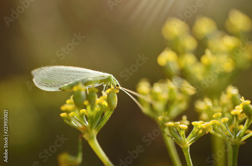 Gemeine Florfliege  photo