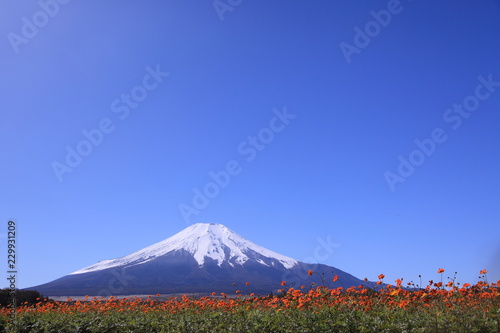 丘の上の花畑と富士山