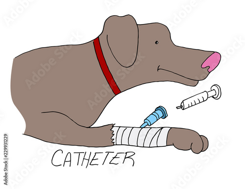 Dog with Catheter Pet Care